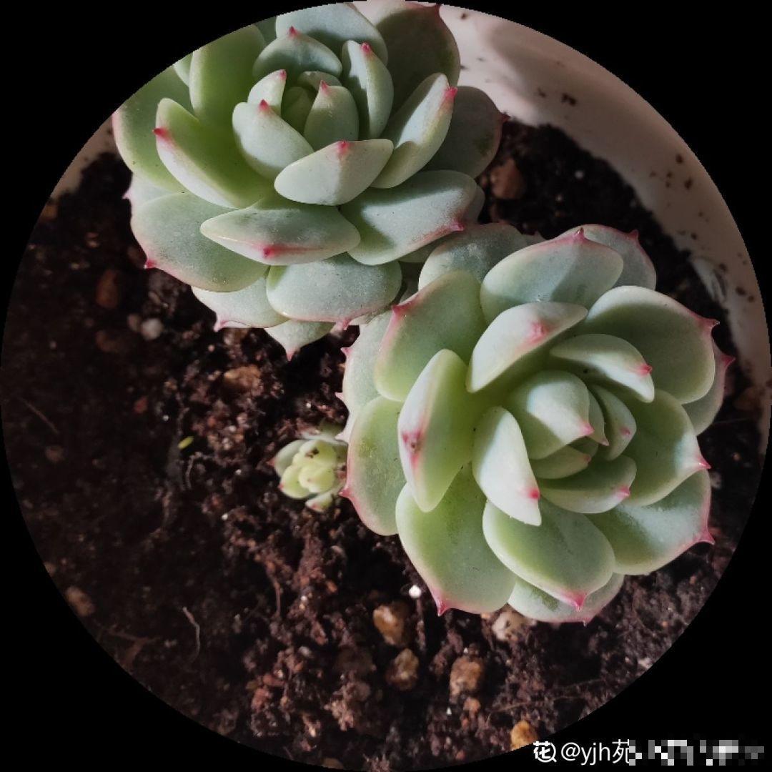 多肉浇水要看这，别把自己搞晕了，免得没养胖反而烂根！
