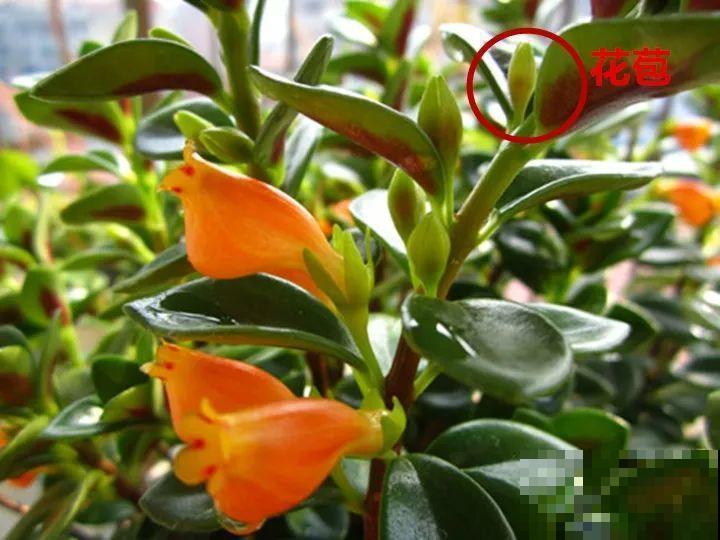你家的金鱼吊兰是不是养成“菜”？这么养，一年四季都开花！