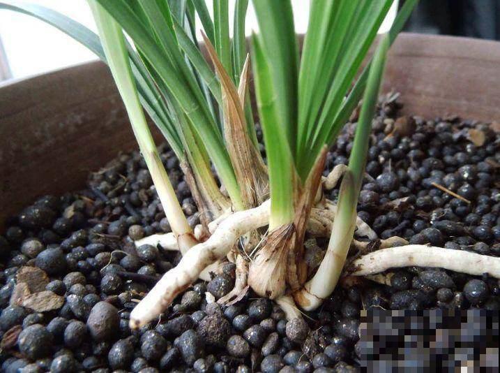 兰花原来这么一捂就能狂冒芽，现在正是时候，赶紧动手！