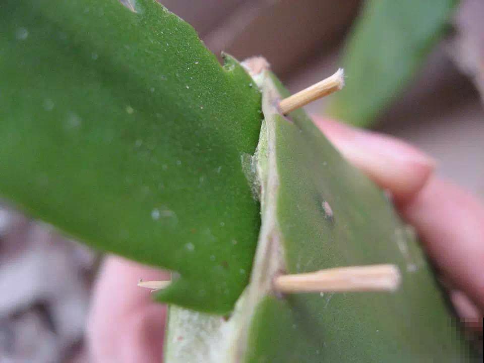 仙人掌这样嫁接，接上就能活，花开十多年！