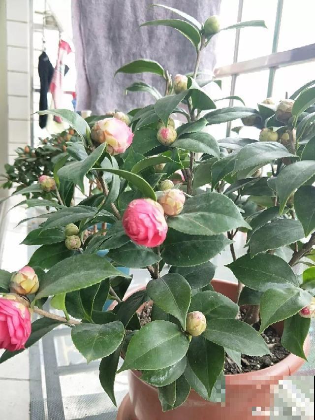 这花在北方不好养，买一盆死一盆，真愁人