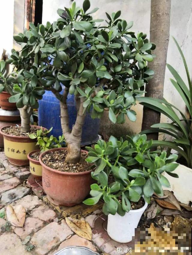 这花杆子比胳膊粗，砍一段就生根，1个月变老桩
