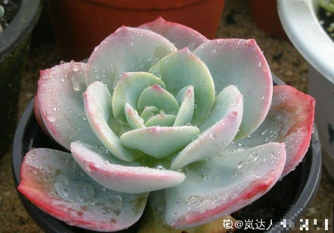 多肉浇水要看这，别把自己搞晕了，免得没养胖反而烂根！