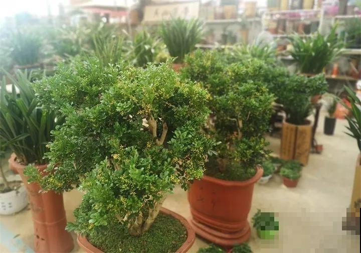 这10种花，看一眼就爱上，逛花市怎么能不买一盆！