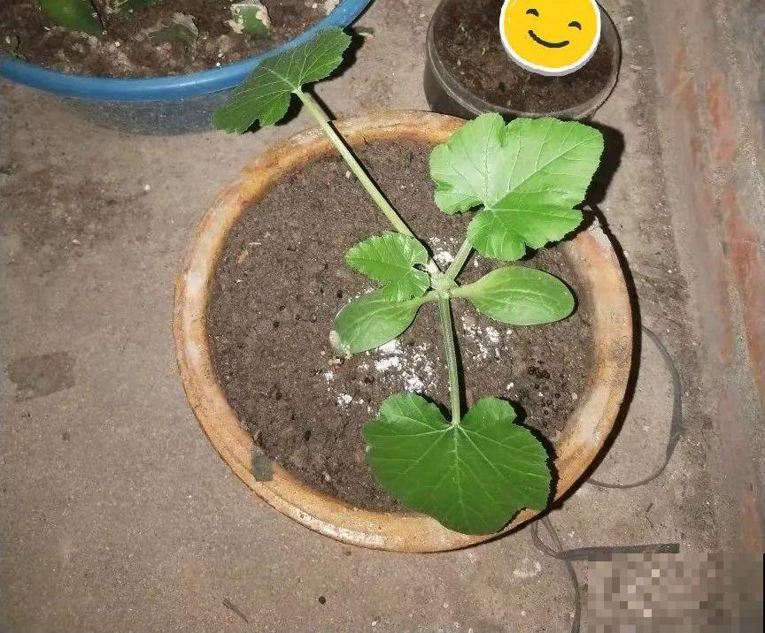 家里必养的花，秋天结一串黄金瓜，养一盆真招财！