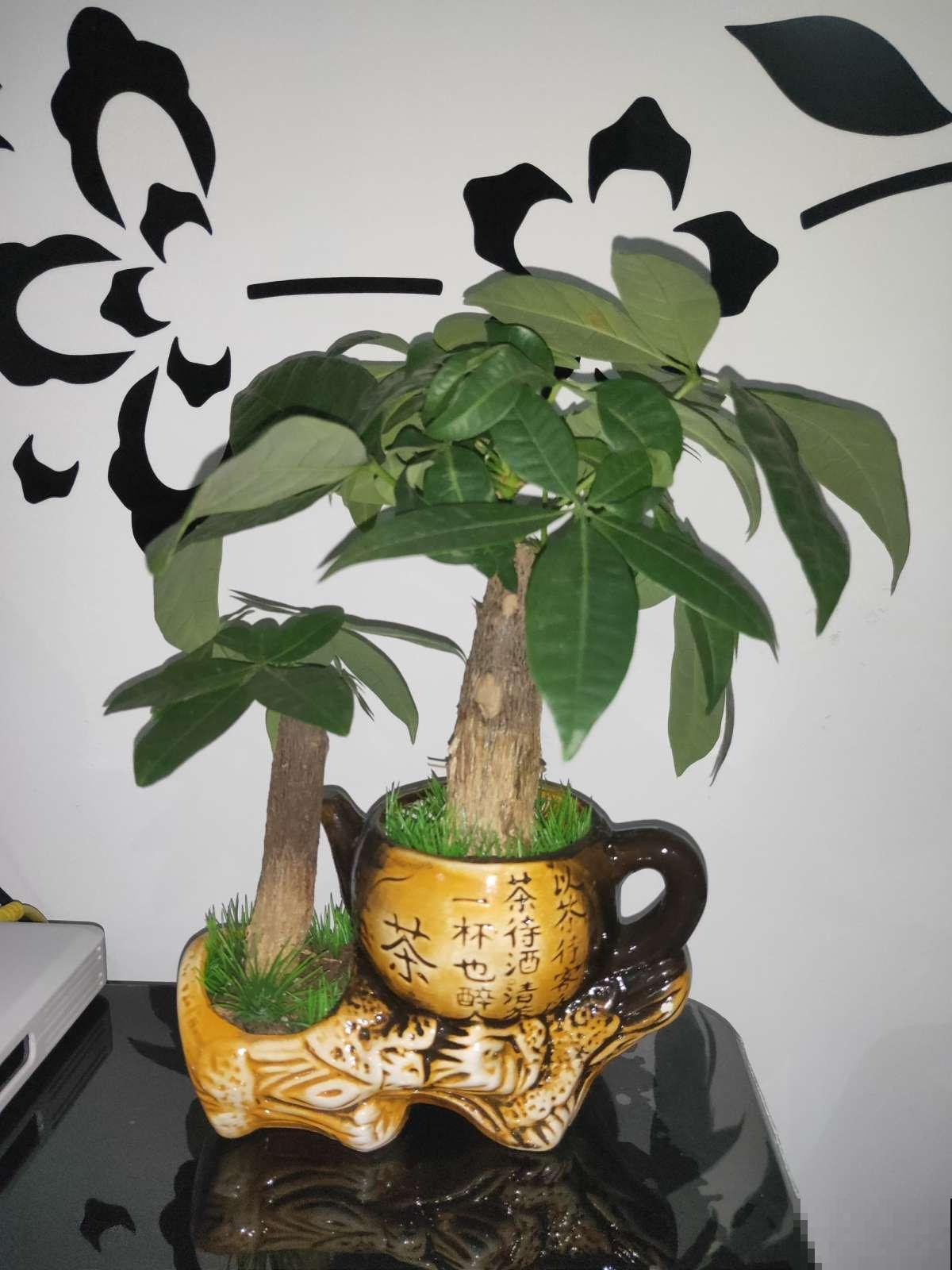 给发财树施肥记好了，加一些钾肥，枝叶繁茂不低垂！