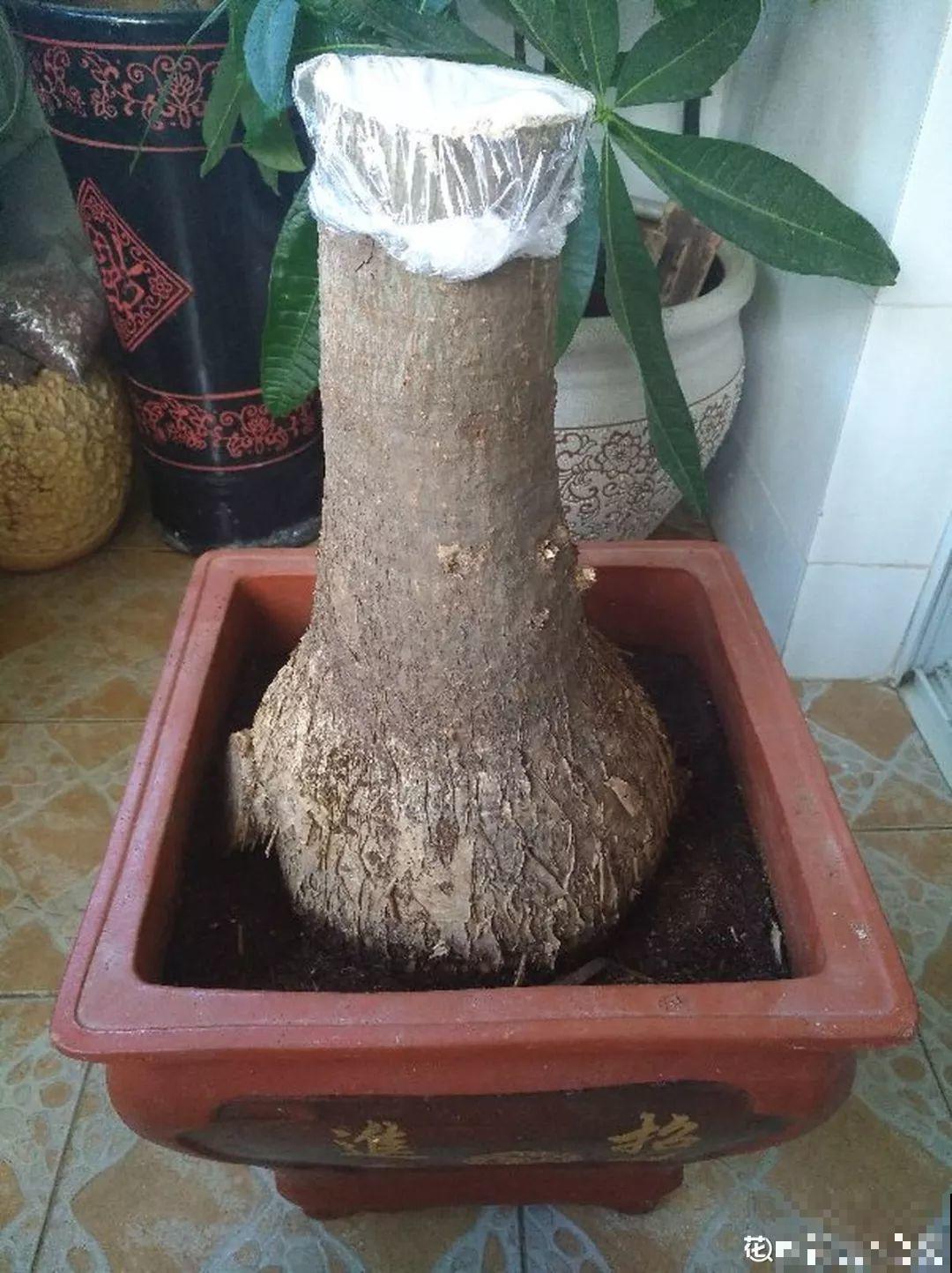 扔路边没人要的花，搬回家剃个头，俩月养成摇钱树！