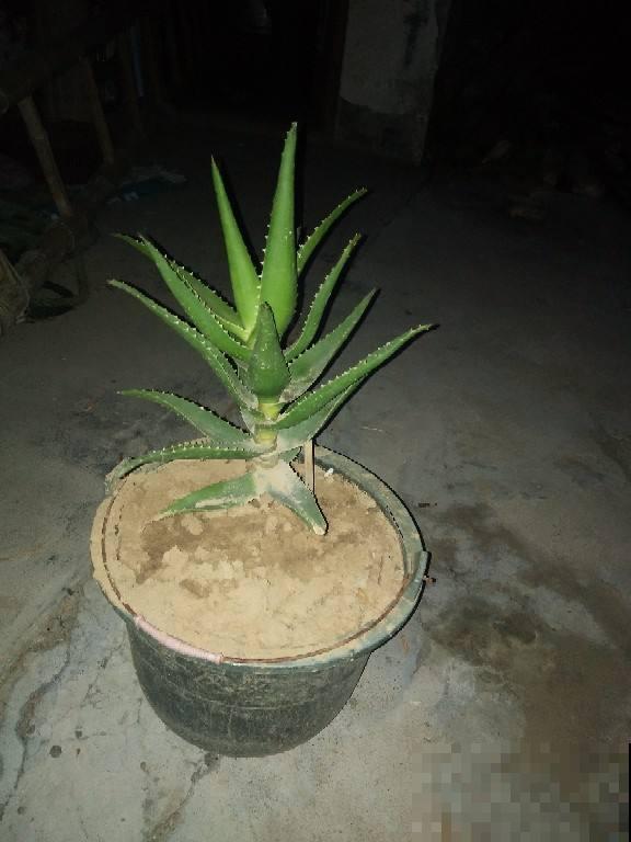 今天给大家介绍几种适合摆放在室内的植物