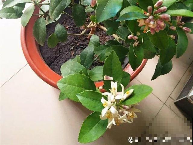 花香堪比香水，邻居大妈都追着问，眼馋极了
