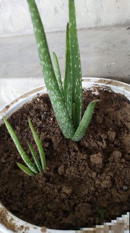 今天给大家介绍几种适合摆放在室内的植物