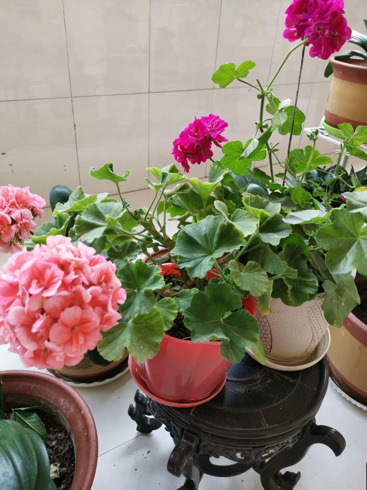秋天这么养天竺葵，花苞几天就冒一大堆，叶子多的要溢出盆！