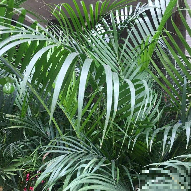 3种适合养在客厅的花，叶子油绿茂盛，就是一个天然的“氧吧”！