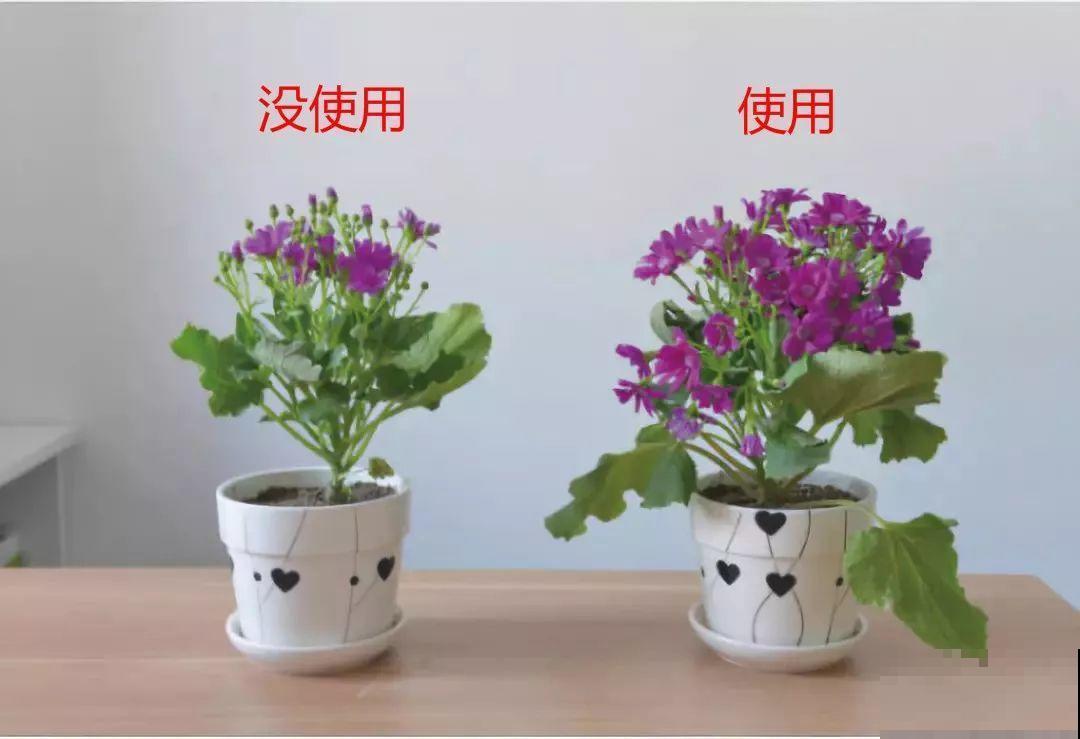 养花离不了它，兑水一浇，生长速度快2倍！