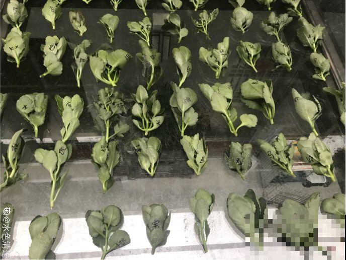长寿花剪一刀喂点肥，花苞蹭蹭冒，叶子油绿又茂盛！