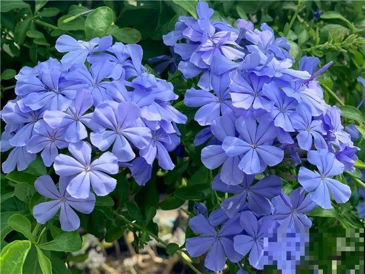 急性子养这6种花，长得快、爆花多，1盆能开大半年！