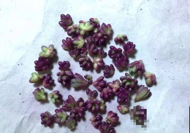 这多肉比太阳花还好养，长满整个屋顶，下大雪也冻不死！