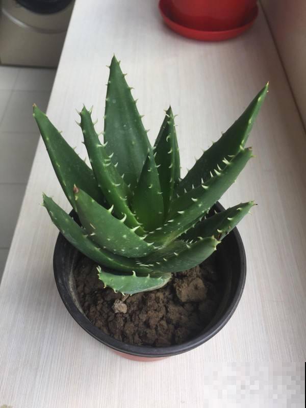 花养着就死了，一定是错了这几步，不知道这几个小技巧太亏了