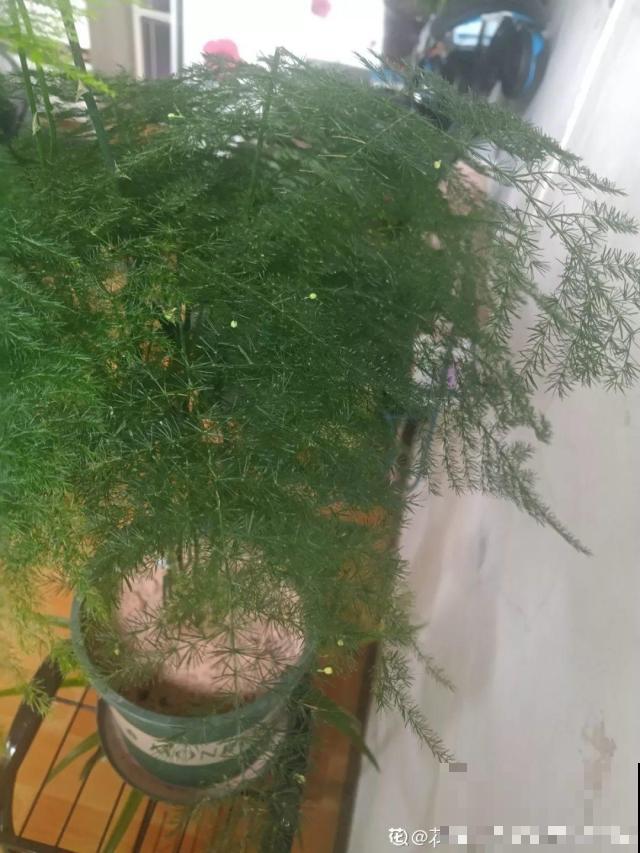4种花现在赶紧剪，剃光头撸光叶，越狠越爆盆！