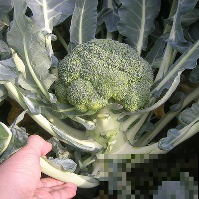 一年里种西兰花的最后时机，盆里放几粒种子，一个月的菜都够了！
