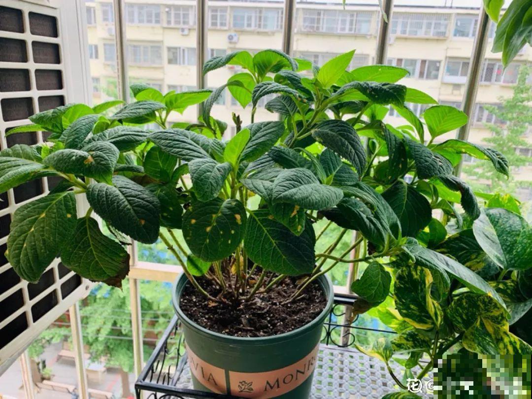 最受欢迎的耐阴花，北窗台也能开爆盆，养家里特气派！
