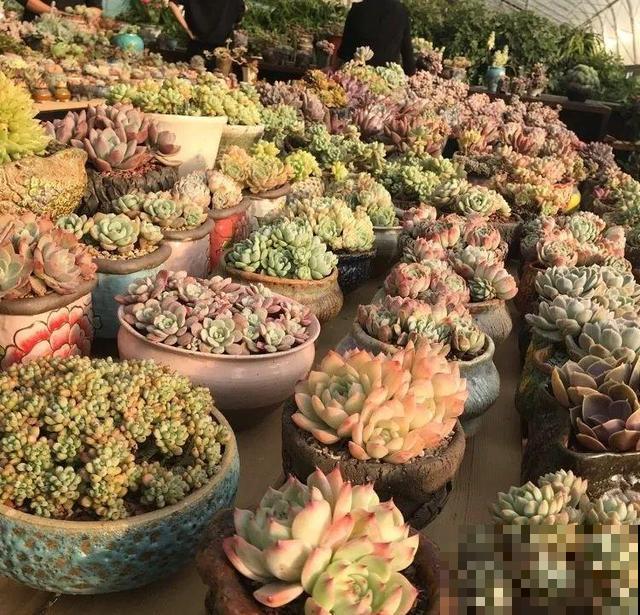 一排排的这种植物，整齐划一地放在阳台上，让人羡慕