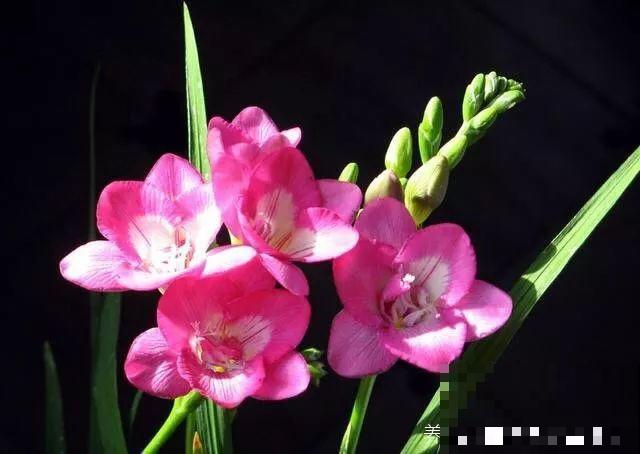 这花特好养，水越少花越多，一串能开16朵！