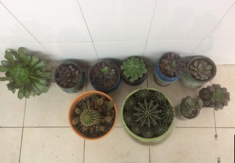 冬季养花，几点不注意，养一盆死一盆！
