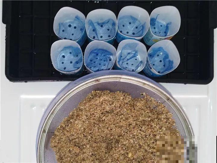 路边挖点沙子，刚好用来扦插长寿花，省钱还好用！