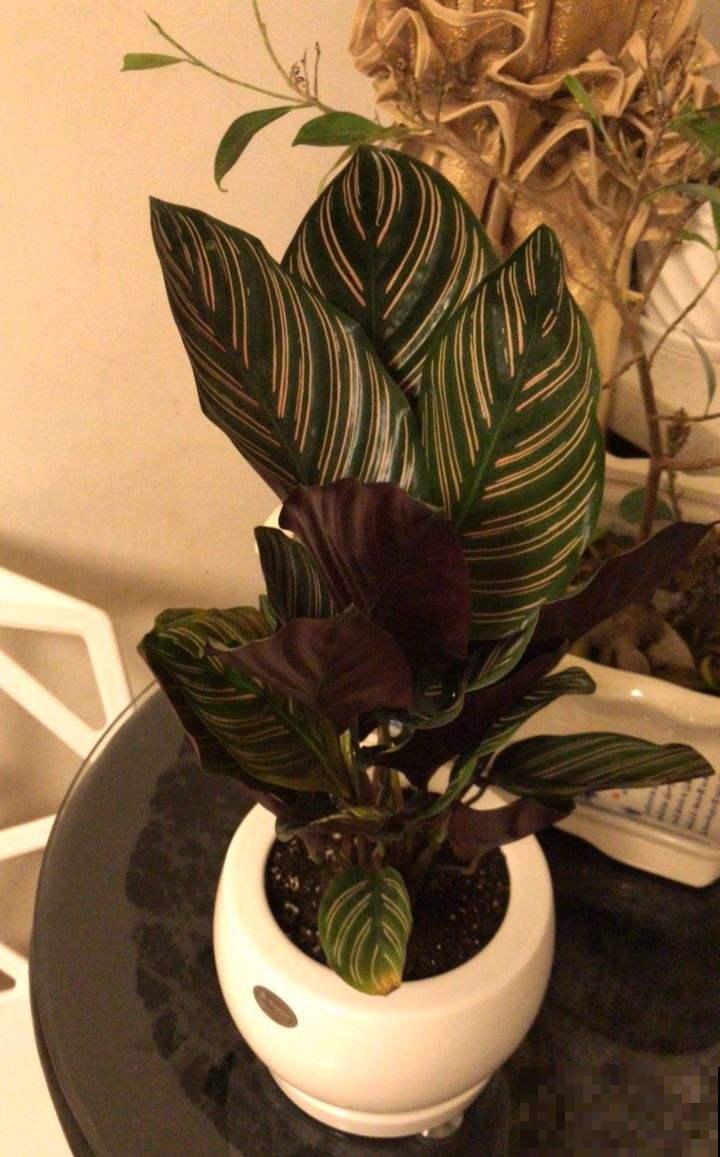 这花扔没光的角落里就能长，不用管就能呼呼窜芽，种了就是赚到！