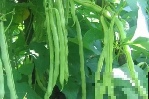 家里的菜园子不知道栽种些什么，种点它，一茬一茬吃不完！
