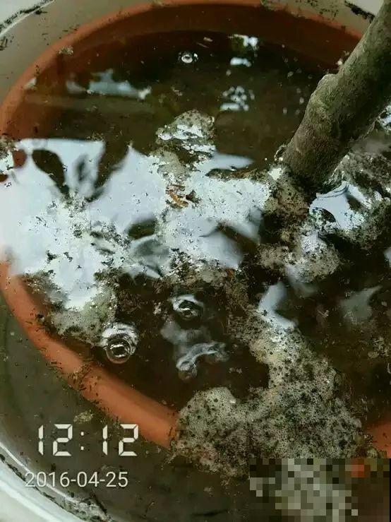 买回来就死翘翘，注意好这一点，开得比花店里还好