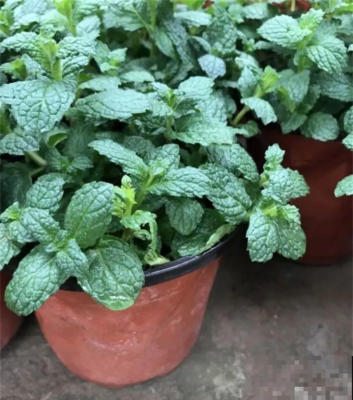 给花换个时髦养法，天天浇水都不怕，养10年都没问题！