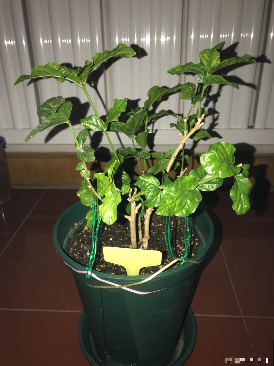 茉莉剪狠了，小心缓不过来，冬天叶子全掉光！