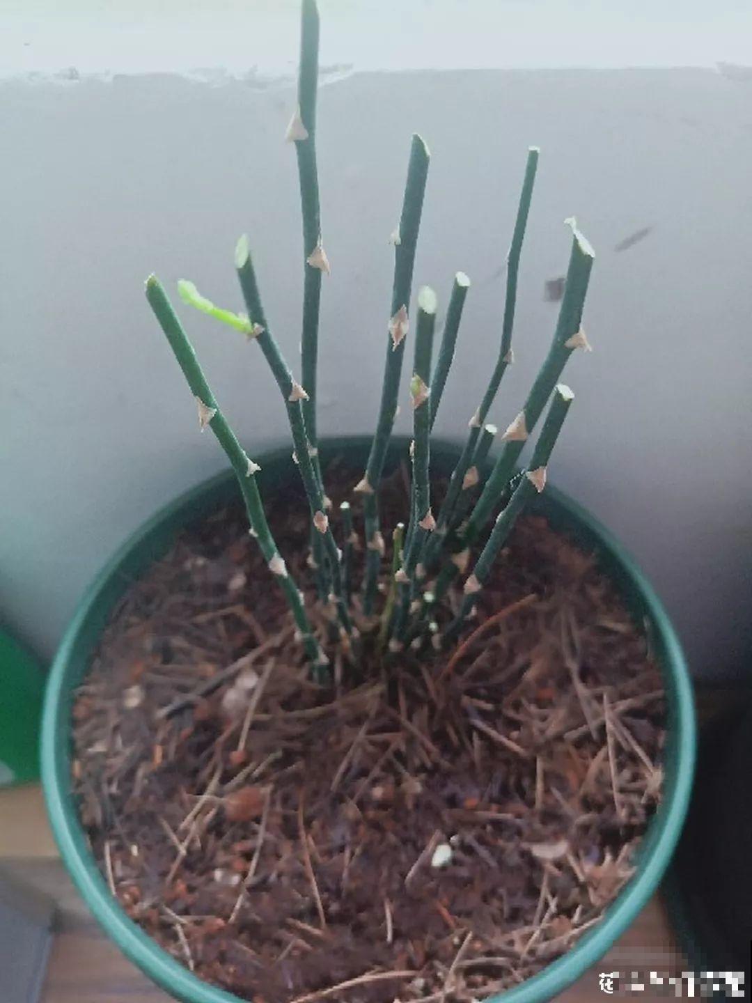 扔路边没人要的花，搬回家剃个头，俩月养成摇钱树！