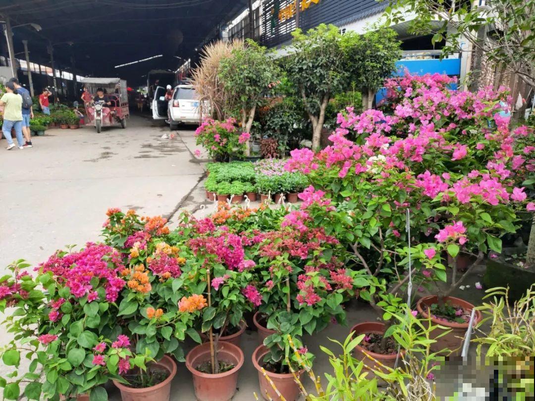 9月份逛花市，这花最好看、最好养，放心抱回家！