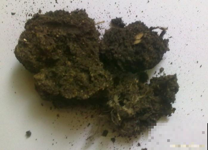 植物基肥不会选？不管啥花，加上它准没错！