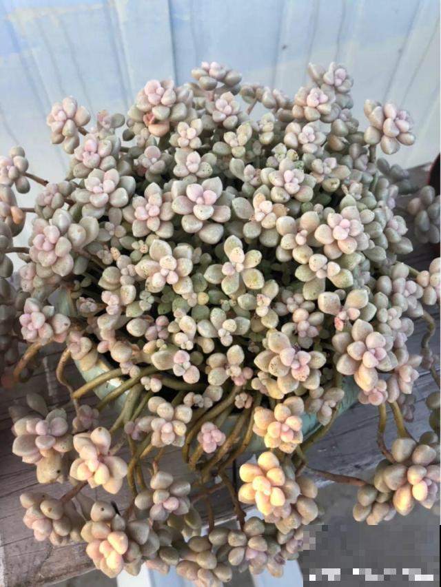这6种多肉，皮实好养活，一个秋天就能爆出一大盆！