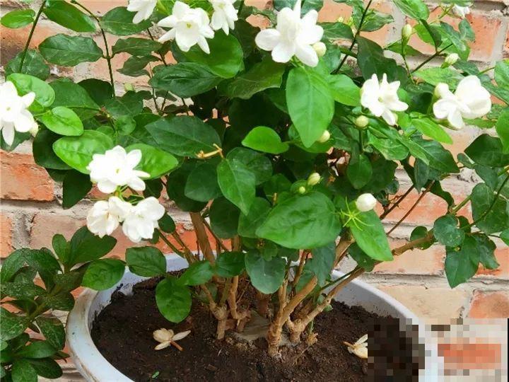 秋天别买这8种花，一回家就掉苞，养不活要后悔！