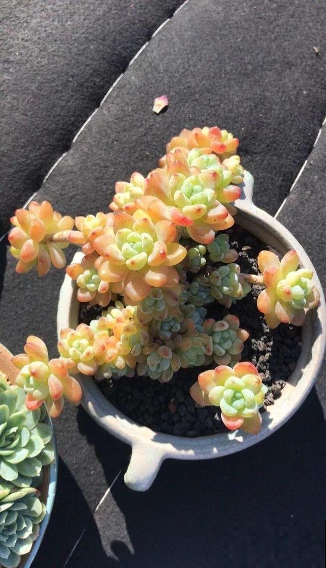 一排排的这种植物，整齐划一地放在阳台上，让人羡慕