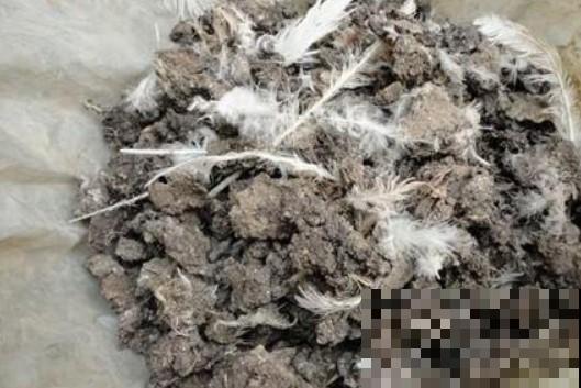 植物基肥不会选？不管啥花，加上它准没错！