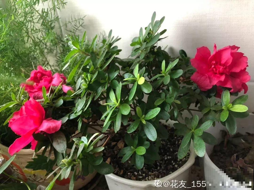 月季盆里加点它，花开不断，比地栽长得还壮实！