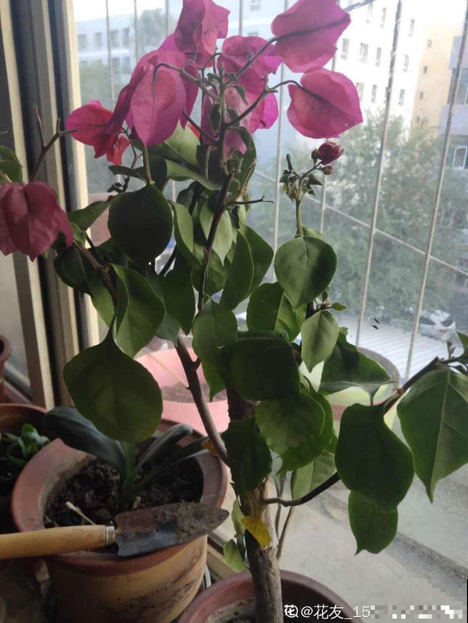花蔫了别总浇水，这5点不知道，浇一盆死一盆！