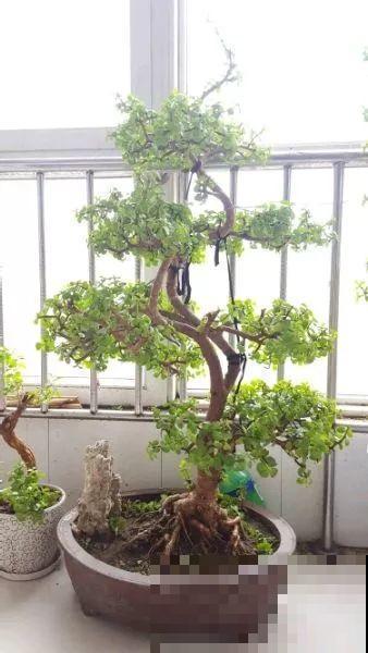 金枝玉叶换换土，比施肥都管用，瘦弱的嫩枝照样养成老桩！