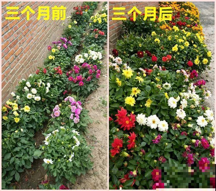 养这花真过瘾，剪一茬开一茬，一年能开3季！