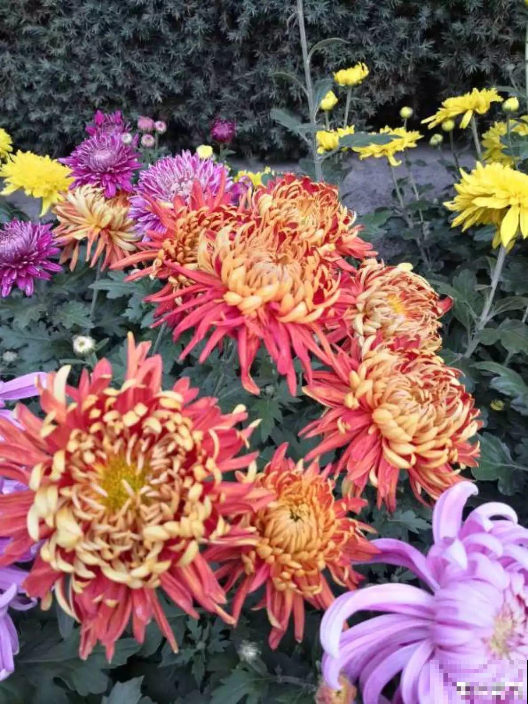 这花一开就成球，耐阴又好养，团团圆圆真喜庆！