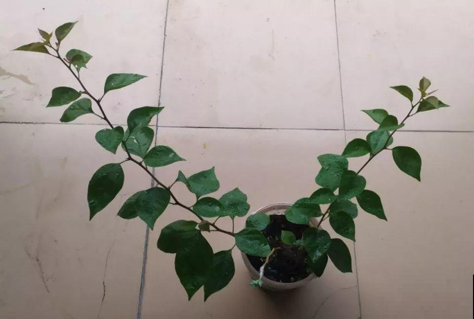 这花就得穷养，塞进小盆，少浇水，越长越旺