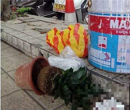 垃圾桶旁边一堆快死的花，到底该不该捡？悄悄拎回家赚大发了