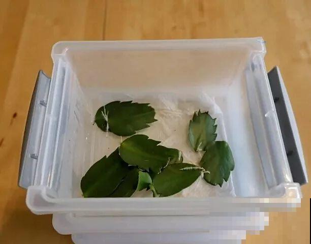 客厅养盆蟹爪兰，开花直冲房顶，谁看了都眼红！