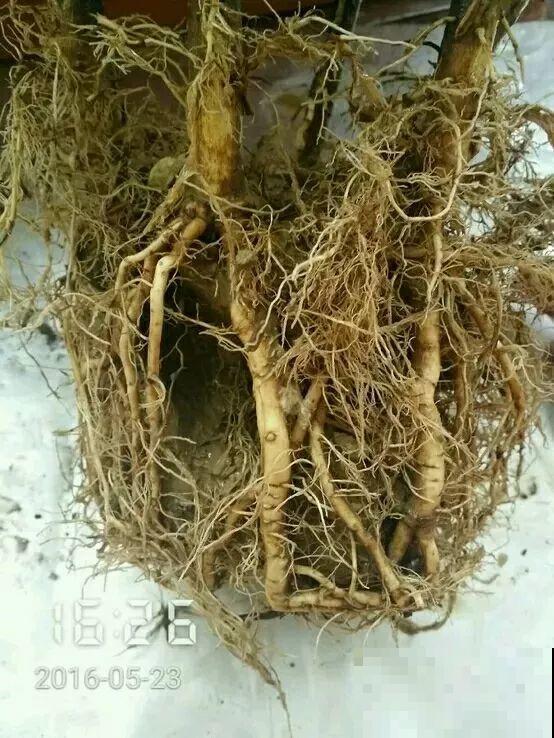 买回来就死翘翘，注意好这一点，开得比花店里还好