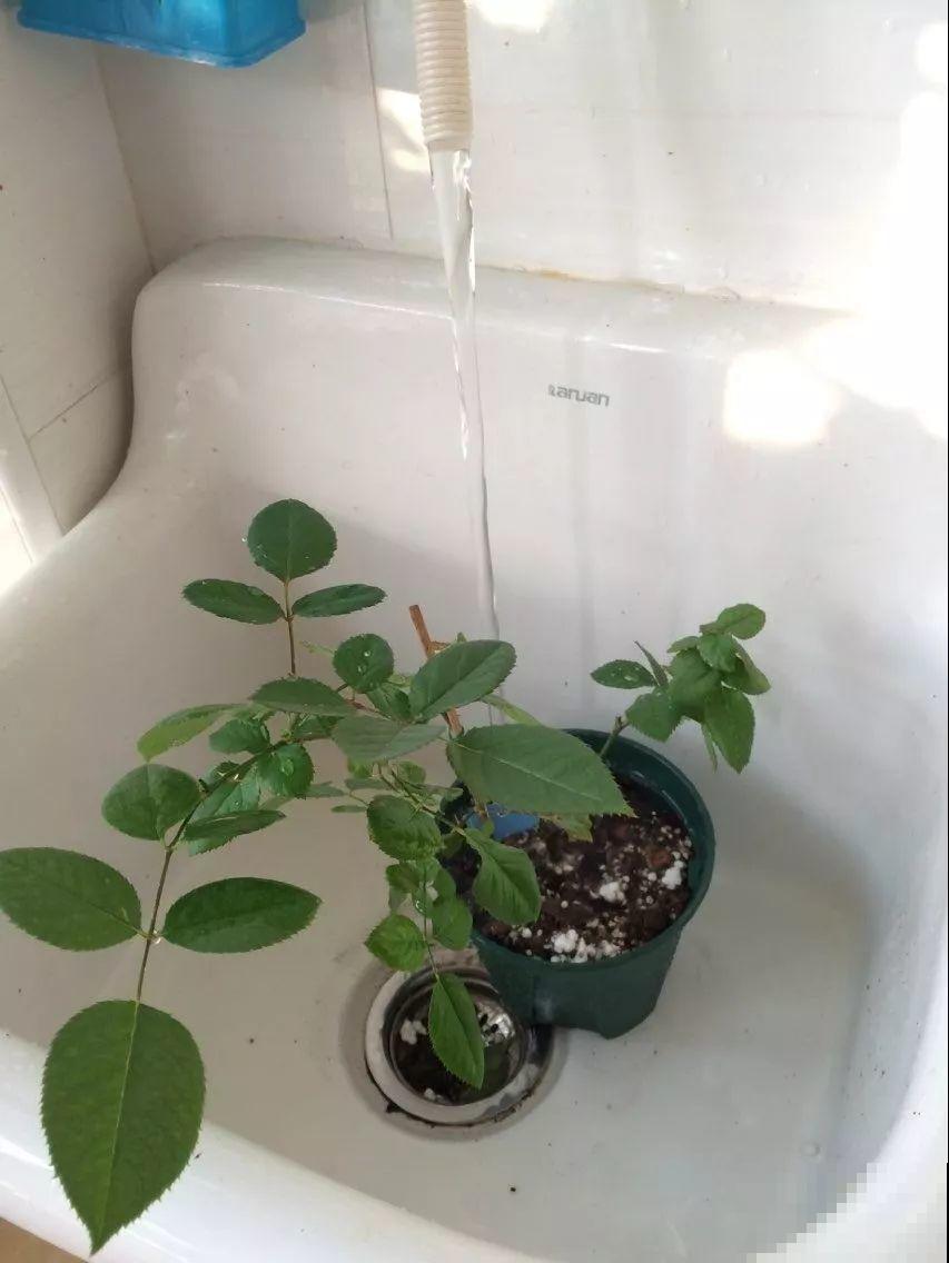 想要告别养花新手期，先要会浇水，根养壮了啥都好说！